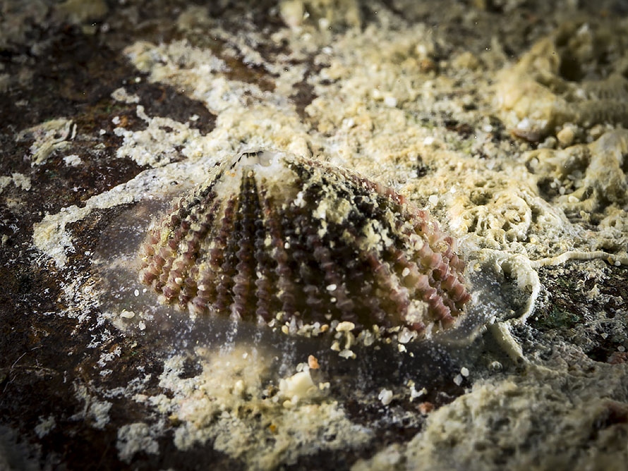Diodora mus